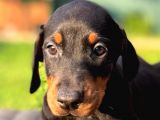 Doberman yavruları