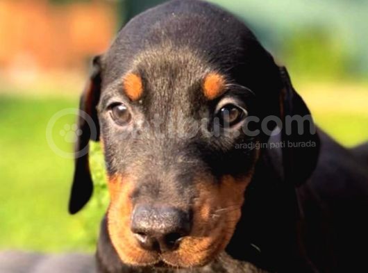 Doberman Yavruları