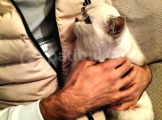 British Shorthair Ny 1133 Dişi Kedi görsel