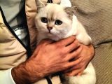 British Shorthair Ny 1133 Dişi Kedi
