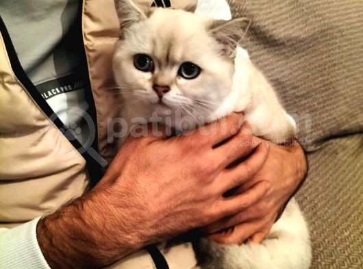 British Shorthair Ny 1133 Dişi Kedi görsel