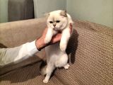 British Shorthair Ny 1133 Dişi Kedi