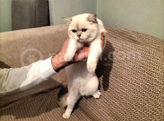 British Shorthair Ny 1133 Dişi Kedi görsel