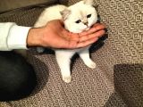 British Shorthair Ny 1133 Dişi Kedi