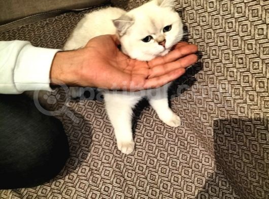 British Shorthair Ny 1133 Dişi Kedi görsel