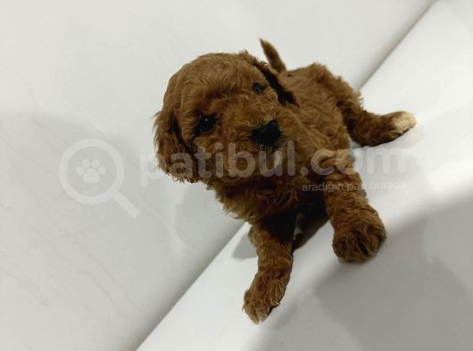 Toy Poddle Erkek Ve Di̇şi̇ Yavrular görsel