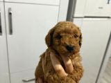 Toy Poddle Erkek Ve Di̇şi̇ Yavrular