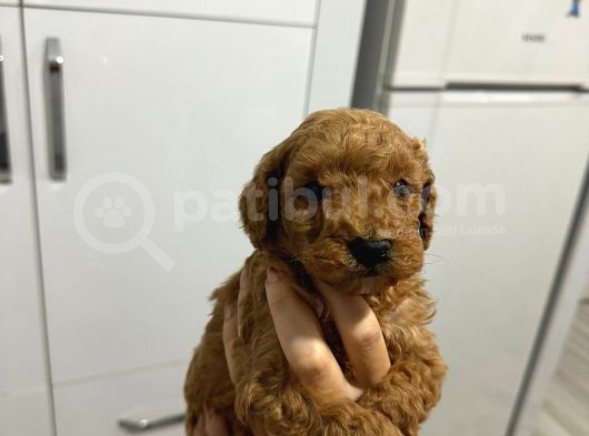 Toy Poddle Erkek Ve Di̇şi̇ Yavrular görsel