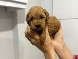 Toy Poddle Erkek Ve Di̇şi̇ Yavrular