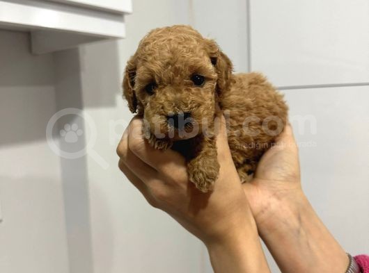 Toy Poddle Erkek Ve Di̇şi̇ Yavrular görsel