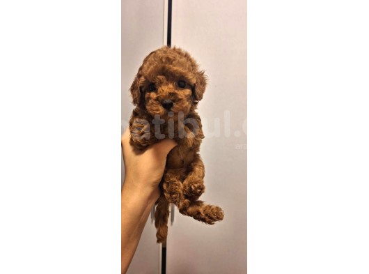 Toy Poddle Erkek Ve Di̇şi̇ Yavrular görsel