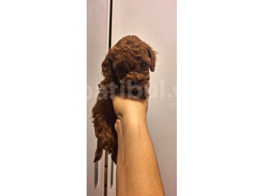 Toy Poddle Erkek Ve Di̇şi̇ Yavrular görsel