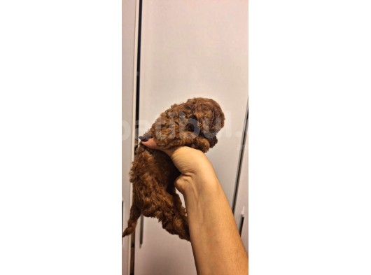 Toy Poddle Erkek Ve Di̇şi̇ Yavrular görsel