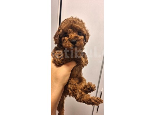 Toy Poddle Erkek Ve Di̇şi̇ Yavrular görsel