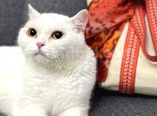 British Beyaz Yetişkin Dişi görsel