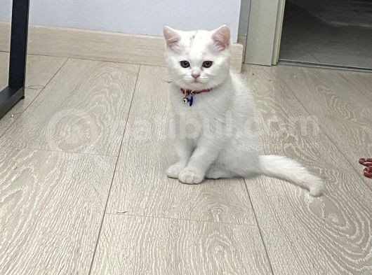 Anne Altından Beyaz British Dişi görsel
