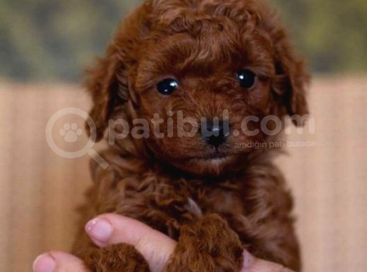 Toy Poddle Erkek Ve Di̇şi̇ Yavrular
