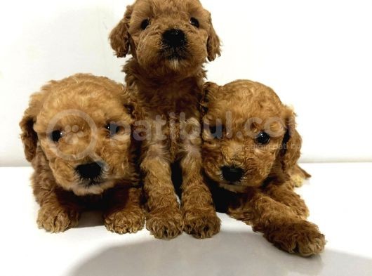 Toy Poddle Erkek Ve Di̇şi̇ Yavrular