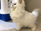 Safkan Dişi British Longhair