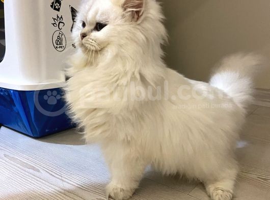Safkan Dişi British Longhair