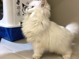 Safkan Dişi British Longhair