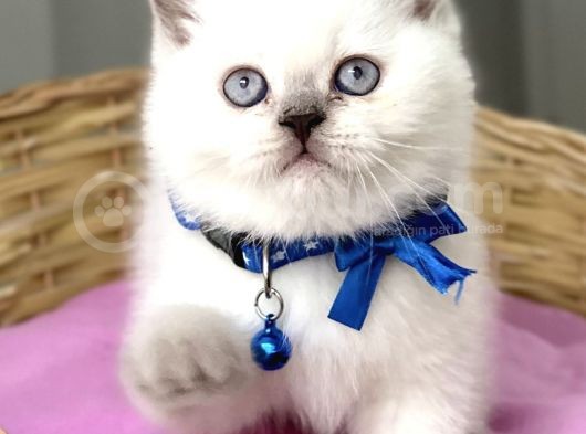 Ayı Surat Bluepoint Dişi Tombik Bebemiz görsel