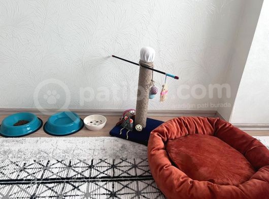 2 Aylık British Shortair görsel
