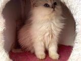 Safkan Dişi British Longhair