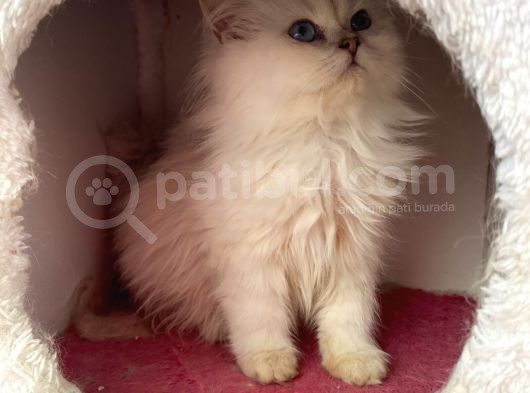Safkan Dişi British Longhair görsel