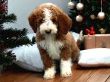 Particolor Çift Renk Giant Poodle Yavrular