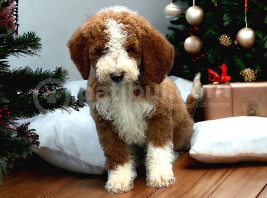 Particolor Çift Renk Giant Poodle Yavrular görsel