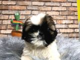 KÜÇÜK SURAT DİŞİ SHIH TZU YAVRUMUZ