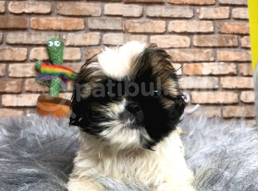 Küçük Surat Di̇şi̇ Shih Tzu Yavrumuz