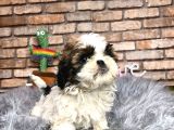 Sevi̇mli̇ Mi̇ Sevi̇mli̇ Di̇şi̇ Shih Tzu Yavrumuz