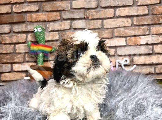 Sevi̇mli̇ Mi̇ Sevi̇mli̇ Di̇şi̇ Shih Tzu Yavrumuz görsel