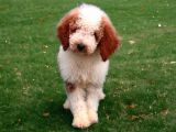 Particolor Giant Poodle Yavrular