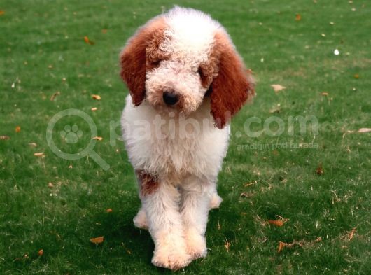 Particolor Giant Poodle Yavrular