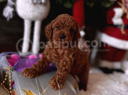 Red Brown Toy Poodle Yavrular