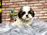 SEVİMLİ Mİ SEVİMLİ DİŞİ SHIH TZU YAVRUMUZ