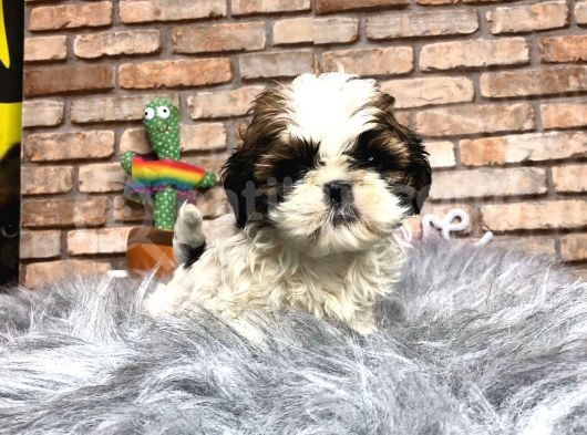 Sevi̇mli̇ Mi̇ Sevi̇mli̇ Di̇şi̇ Shih Tzu Yavrumuz