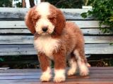 Particolor Çift Renk Giant Poodle Yavrular