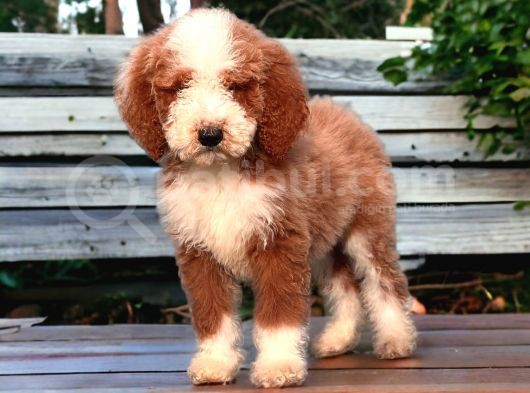Particolor Çift Renk Giant Poodle Yavrular