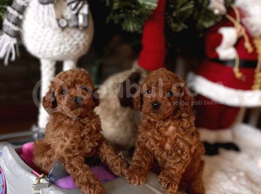 Red Brown Toy Poodle Yavrular görsel