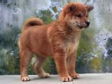 Shiba İnu Yavrular