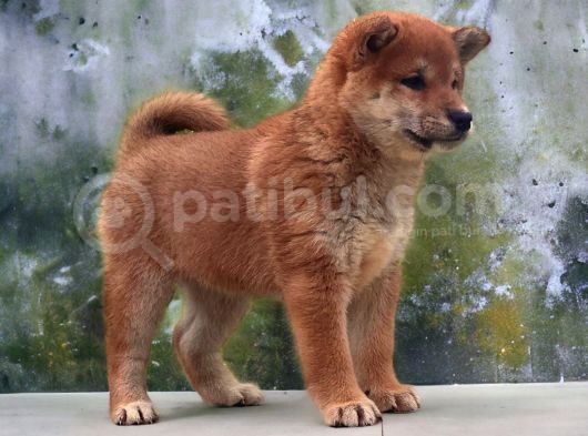 Shiba İnu Yavrular