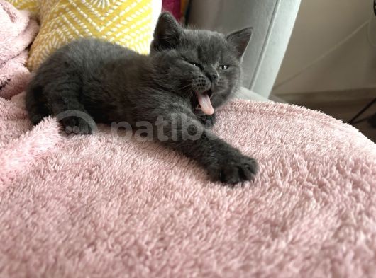 2 Aylık Safkan Bri̇ti̇sh Shorthai̇r görsel