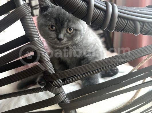 2 Aylık Safkan Bri̇ti̇sh Shorthai̇r görsel