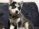 Orjinal A kalite Husky Sibirya Kurdu