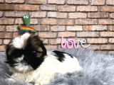 Küçük Surat Di̇şi̇ Shih Tzu Yavrumuz