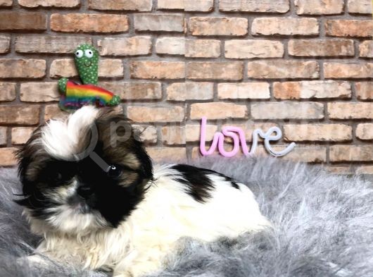 Küçük Surat Di̇şi̇ Shih Tzu Yavrumuz görsel